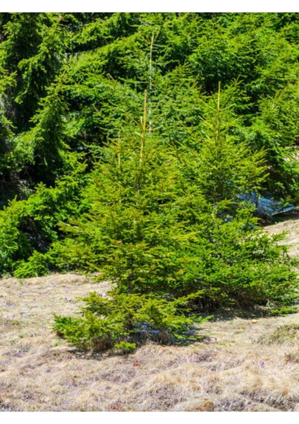 Videolu Ithal Limoni Selvi Limon (30 50 Cm)1 Adet Tüplü Dış Mekan Bitkisi Cupressus Macrocarpa modelleri