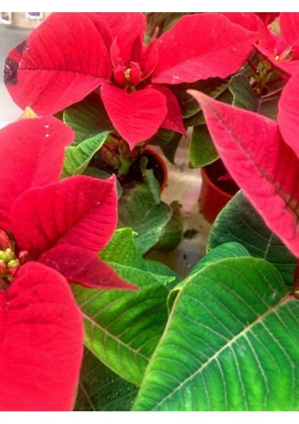 Videolu Atatürk Çiçeği (40 50 Cm)1 Adet Saksılı Çiçekli Bodur Bitki Poinsettia fırsatları