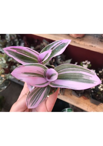 Tradescantia Nanouk Pembe Telgraf Çiçeği