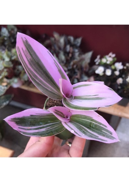 Tradescantia Nanouk Pembe Telgraf Çiçeği modelleri