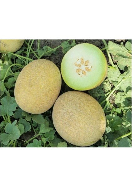 Ananas Kavun Tohumu 15 Adet Tohum Bal Kavun modelleri