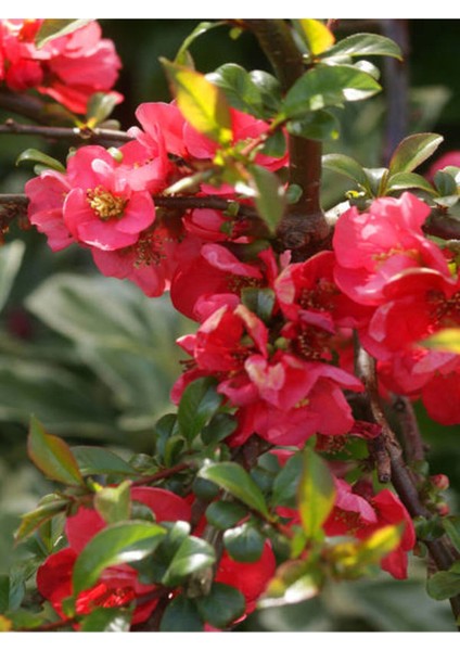 Videolu Yörük Gelini Bahar Dalı (30 70 Cm)1 Adet Tüplü Dış Mekan Ağacı Japanese Quince fiyatları