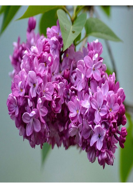 Videolu 1 Adet Yoğun Kokulu Leylak Çiçeği Fidanı 30-60 cm Tüplü Çiçekli Bodur Bitkiler Lilac