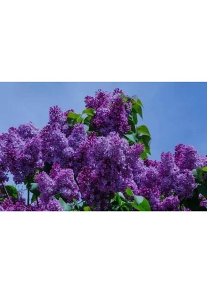 Videolu 1 Adet Yoğun Kokulu Leylak Çiçeği Fidanı 30-60 cm Tüplü Çiçekli Bodur Bitkiler Lilac fiyatları