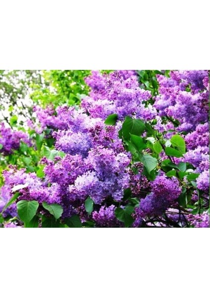 Videolu 1 Adet Yoğun Kokulu Leylak Çiçeği Fidanı 30-60 cm Tüplü Çiçekli Bodur Bitkiler Lilac modelleri