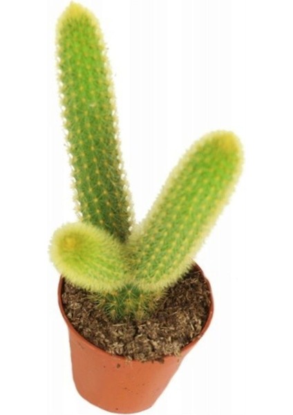 Hildewintera Aureispina Maymun Kuyruğu Ithal Kaktüs 5.5 cm