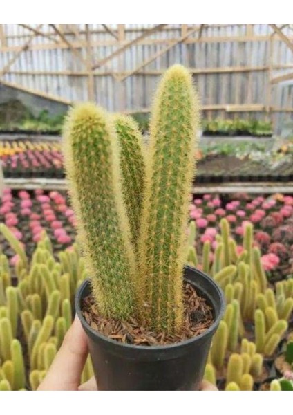 Hildewintera Aureispina Maymun Kuyruğu Ithal Kaktüs 5.5 cm fiyatları