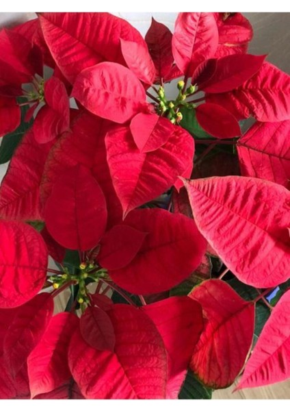 Videolu 1 Adet Salon/ofis Atatürk Çiçeği 30-60 cm Saksılı Iç Mekan Bitkiler Poinsettia