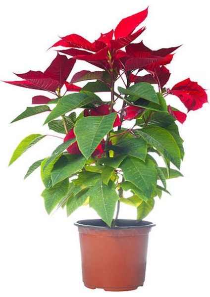Videolu 1 Adet Salon/ofis Atatürk Çiçeği 30-60 cm Saksılı Iç Mekan Bitkiler Poinsettia indirimleri