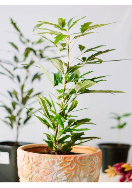 Videolu Şeflera Çiçeği (30 60 Cm)1 Adet Saksılı Ofis Ev Iç Mekan Bitkisi Schefflera modelleri