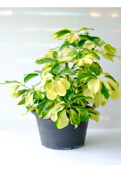 Videolu Şeflera Çiçeği (30 60 Cm)1 Adet Saksılı Ofis Ev Iç Mekan Bitkisi Schefflera fırsatları