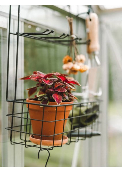 Videolu Yaprak Güzeli Çiçeği Fidesi (5 10 Cm) 8 Adet Tüplü Iç/dış Ofis Bitkisi Coleus Bumei