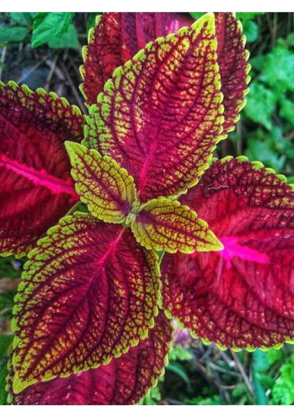 Videolu Yaprak Güzeli Çiçeği Fidesi (5 10 Cm) 8 Adet Tüplü Iç/dış Ofis Bitkisi Coleus Bumei fiyatları