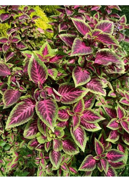 Videolu Yaprak Güzeli Çiçeği Fidesi (5 10 Cm) 8 Adet Tüplü Iç/dış Ofis Bitkisi Coleus Bumei modelleri