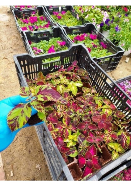 Videolu Yaprak Güzeli Çiçeği Fidesi (5 10 Cm) 8 Adet Tüplü Iç/dış Ofis Bitkisi Coleus Bumei fırsatları