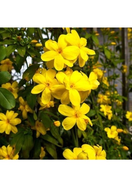 Serada Decor Plant Videolu Sarı Yasemin Fidanı (100-12CM)1 Adet Saksılı Dış Mekan Sarmaşık Yellow Jasmine