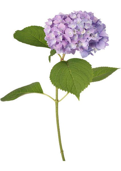 Videolu 1 Adet Mor Ortanca Çiçeği Fidanı 35-50 cm Saksılı Çiçekli Bodur Bitkiler Hydrangea