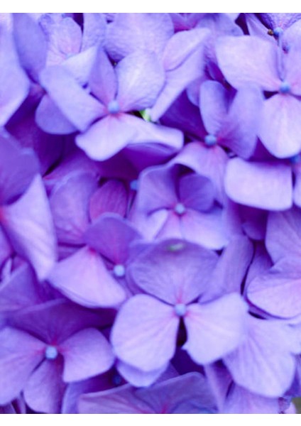 Videolu 1 Adet Mor Ortanca Çiçeği Fidanı 35-50 cm Saksılı Çiçekli Bodur Bitkiler Hydrangea fiyatları