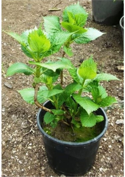 Videolu 1 Adet Mor Ortanca Çiçeği Fidanı 35-50 cm Saksılı Çiçekli Bodur Bitkiler Hydrangea modelleri