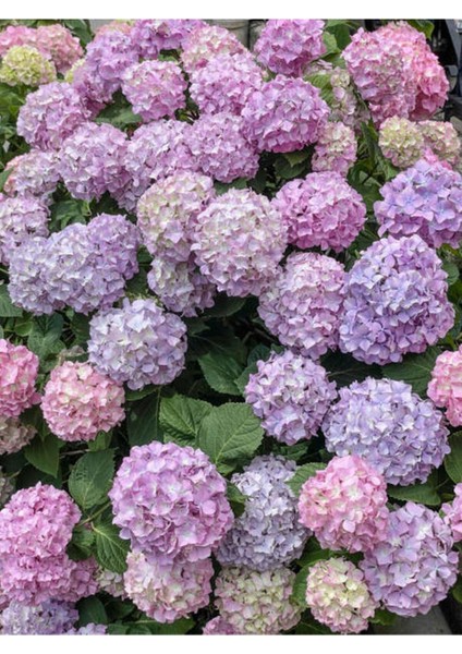 Videolu 1 Adet Mor Ortanca Çiçeği Fidanı 35-50 cm Saksılı Çiçekli Bodur Bitkiler Hydrangea fırsatları