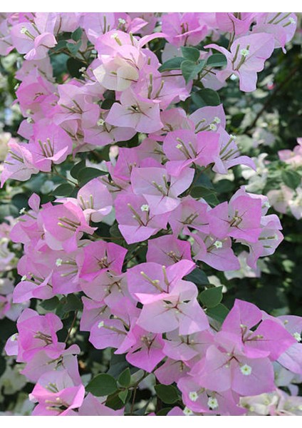 Sarılıcı Çift Renk Alyans Tırmanıcı Begonvil Sarmaşığı Fidanı