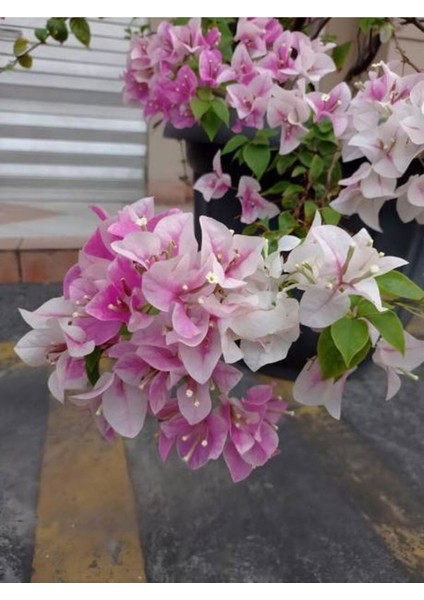 Sarılıcı Çift Renk Alyans Tırmanıcı Begonvil Sarmaşığı Fidanı fiyatları