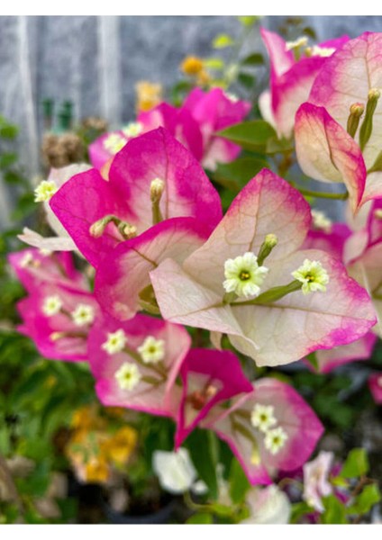 Sarılıcı Çift Renk Alyans Tırmanıcı Begonvil Sarmaşığı Fidanı modelleri