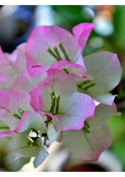 Sarılıcı Çift Renk Alyans Tırmanıcı Begonvil Sarmaşığı Fidanı fırsatları