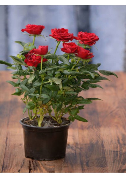 Serada Decor Plant Videolu Kokulu Kırmızı Gül 1 Adet Saksılı (50-70CM) Aşılı Gül (Red Rose)