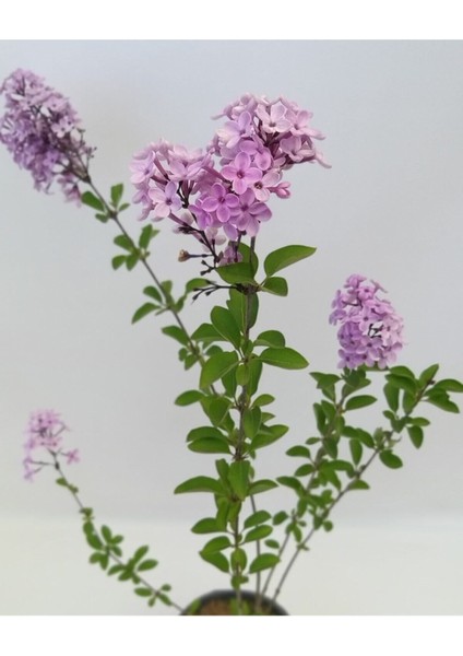 Videolu 1 Adet Mis Kokulu Leylak Çiçeği Fidanı 60-90 cm Tüplü Çiçekli Bodur Bitkiler (Syringa) fiyatları
