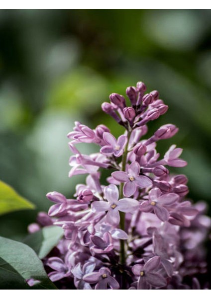 Videolu 1 Adet Mis Kokulu Leylak Çiçeği Fidanı 60-90 cm Tüplü Çiçekli Bodur Bitkiler (Syringa) modelleri