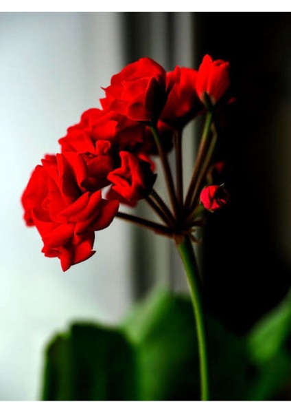 Videolu 1 Adet Kırmızı Renk Sardunya Çiçeği 25-35 cm Saksılı Çiçekli Bodur Bitkiler Red Pelargonium