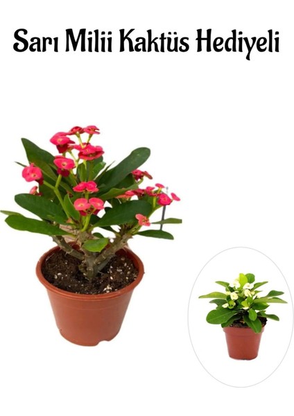 Kırmızı Çiçekli Kaktüs Milli Dikenler Tacı Sevgililer Gününe Özel Sarı Milii Hediyeli