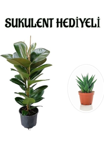 Parlak Canlı Yapraklı Kauçuk Bitkisi Sevgililer Gününe Özel Sukulent Hediyeli
