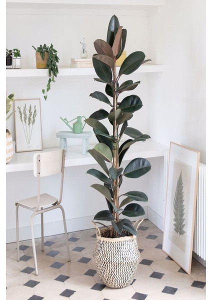 Kauçuk Bitkisi 2 Köklü 60-80 cm
