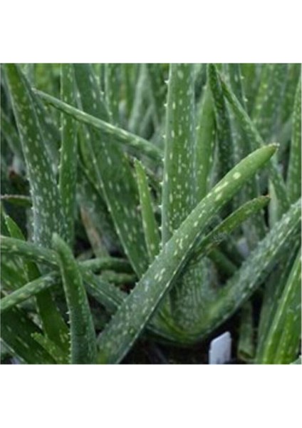 Aloevera Bitkisi 20-30 cm Doğal Krem Şifalı Bitki Sarısabır fiyatları