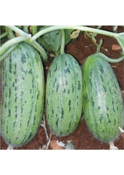 Yeşil Badem Çin Acur Tohumu 10 Adet Tohum Çin Acuru Tohumu