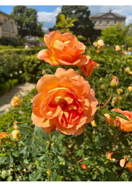 Videolu Yediveren Kavuniçi Renginde Gül Fidanı (30 50 Cm)2 Adet Saksılı Aşılı Gül Rose