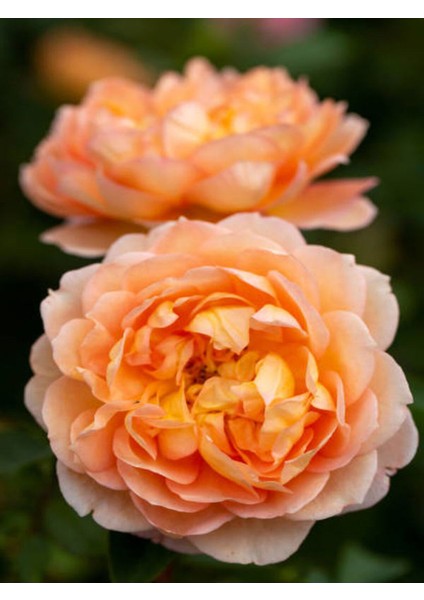 Videolu Yediveren Kavuniçi Renginde Gül Fidanı (30 50 Cm)2 Adet Saksılı Aşılı Gül Rose fiyatları