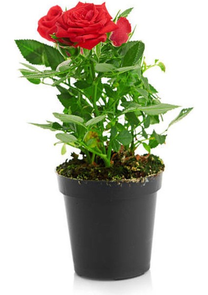 Videolu Yediveren Kırmızı Renkli (30 40 Cm)1 Adet Saksılı Aşılı Gül Red Rose