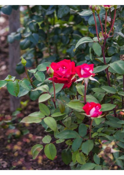Videolu Yediveren Kırmızı Renkli (30 40 Cm)1 Adet Saksılı Aşılı Gül Red Rose fiyatları