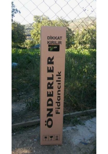 Yediveren Ahududu Fidanı ( Açık Köklü) Bol Verimli fiyatları