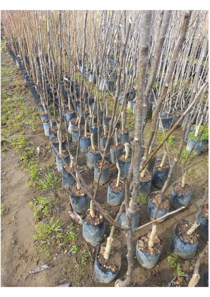 3 Yaş Aşılı Ankara Armut Fidanı 70 80 cm Bol Verimli Soğuğa Dayanıklı fiyatları