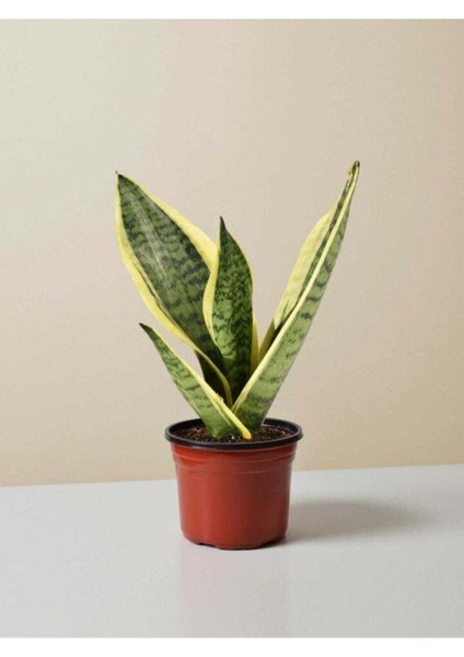 Kılıç Çiçeği 30 40 cm Paşa Kılıcı Sansevaria Peygamber Kılıcı Çiçeği Iç Mekan