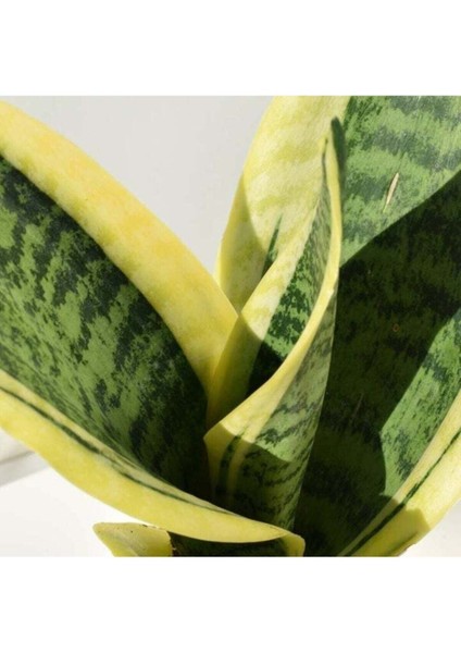 Kılıç Çiçeği 30 40 cm Paşa Kılıcı Sansevaria Peygamber Kılıcı Çiçeği Iç Mekan fiyatları