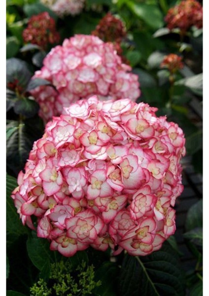 Ebruli Kırmızı Ortanca Çiçeği Fidanı (Tüplü Çimlenmiş Budanmış 12 Ay Dikilebilir 30-40 Cm)