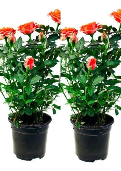 Videolu Koyu Somon Rengi Gül Fidanı Aşılı Saksılı 2 Adet (50-70CM) Dış Mekan (Salmon Roses)