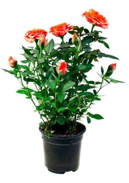 Videolu Koyu Somon Rengi Gül Fidanı Aşılı Saksılı 2 Adet (50-70CM) Dış Mekan (Salmon Roses) modelleri