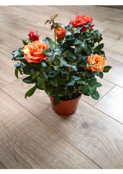 Videolu Koyu Somon Rengi Gül Fidanı Aşılı Saksılı 2 Adet (50-70CM) Dış Mekan (Salmon Roses) fırsatları