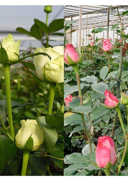 Videolu Yediveren Pembe ve Beyaz Renkli (30 60 Cm) 2 Adet Saksılı Aşılı Gül Pink And White